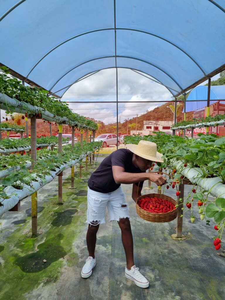 YVY Expedições em Nova Friburgo na plantação de morangos